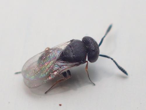 Réf. 187 810 : Scelioninae inconnu